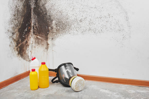 Reliable Saddle River, NJ Mold Removal Solutions