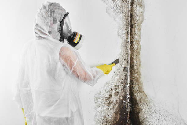 Best Mold Testing  in Saddle River, NJ