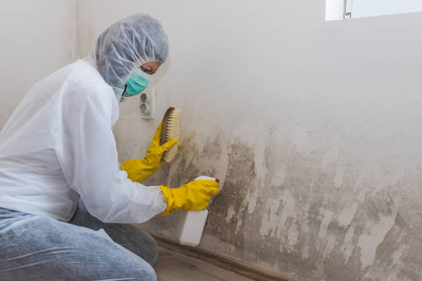 Best Black Mold Removal  in Saddle River, NJ