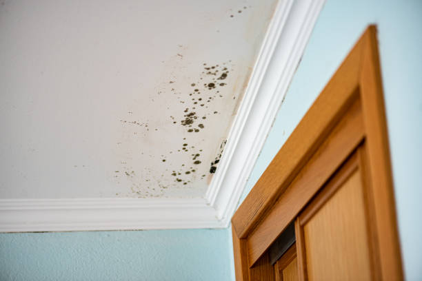 Best Attic Mold Removal  in Saddle River, NJ