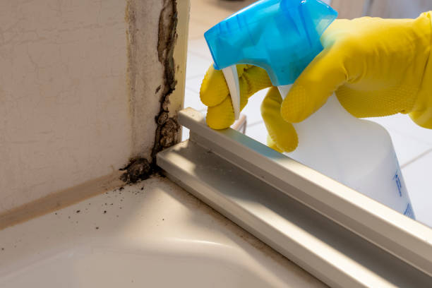Best Affordable Mold Removal  in Saddle River, NJ