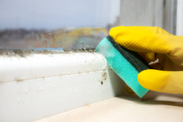 Best Same-Day Mold Removal  in Saddle River, NJ