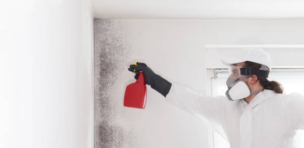 Best Home Mold Removal  in Saddle River, NJ