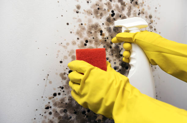 Best Mold Damage Repair  in Saddle River, NJ