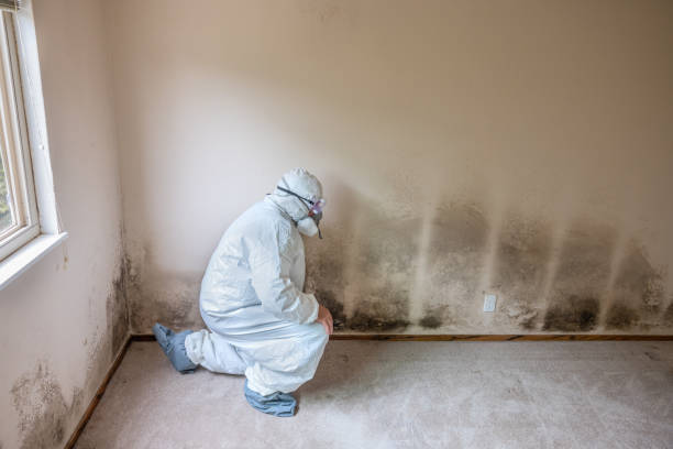 Best Mold Removal Company Near Me  in Saddle River, NJ