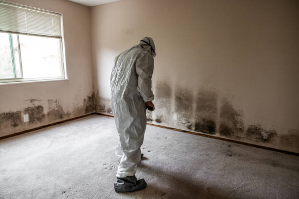 Best Home Mold Removal  in Saddle River, NJ