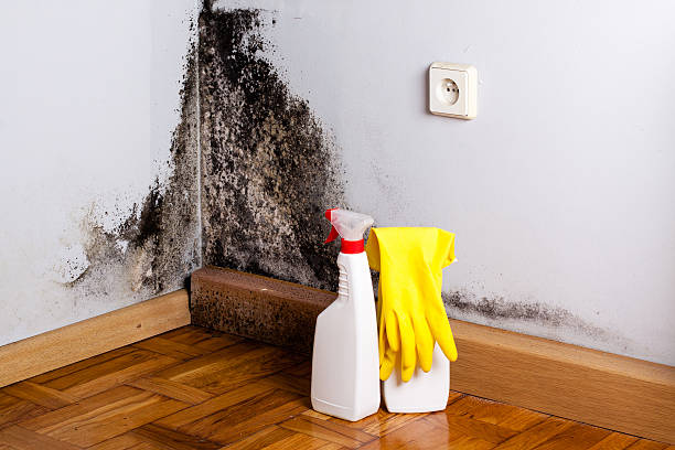 Best Toxic Mold Removal  in Saddle River, NJ