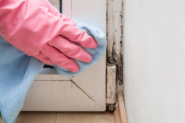 Best Office Mold Removal Services  in Saddle River, NJ