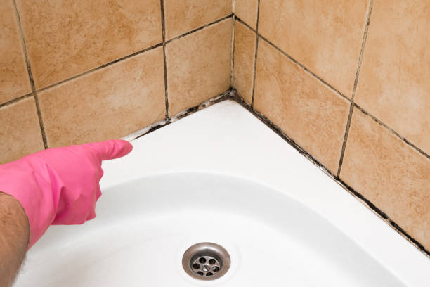 Best Toxic Mold Removal  in Saddle River, NJ